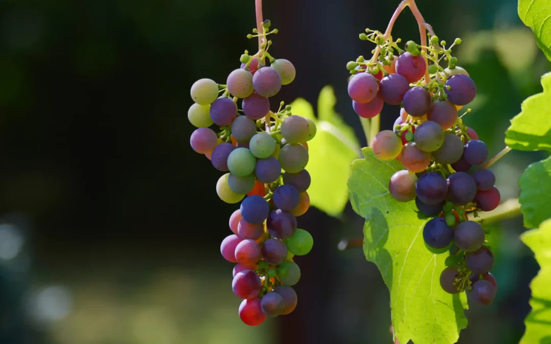 Duis at laoreet mi, eget viverra ex praesent iaculis dui risus